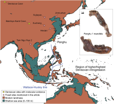 Early human species lived across more of the world than was thought